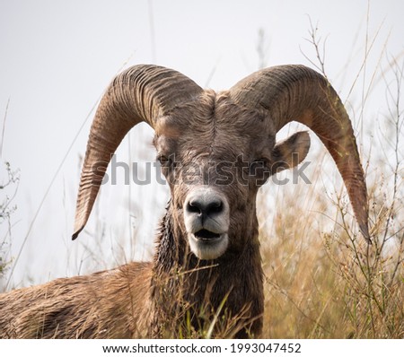 A closeup shot of a beautiful horned ovis in its natural habitat
