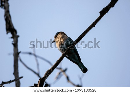 A beautiful shot of a cute Indian roller bird perched on a twig against a blue sky  Wildlife from the Pench National Park in Madhya Pradesh, India