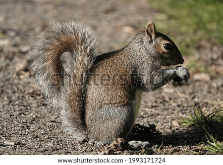 A fluffy gray squirrel chewing food on the soil
