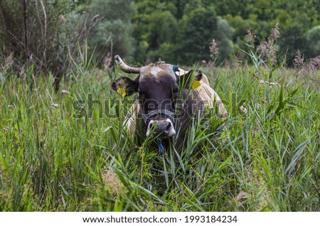 A brown cow sitting in a field of grass