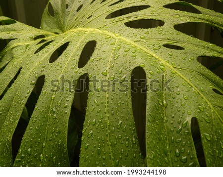 The green leaf of a Swiss cheese plant covered with raindr