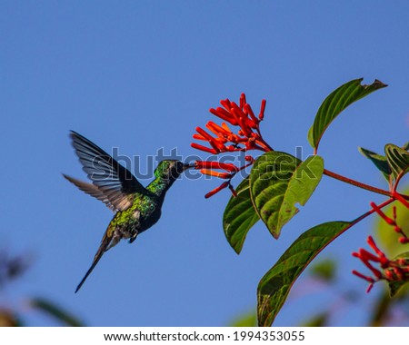 A closeup shot of a flying Sword-billed hummingbird approaching a flower