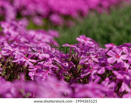 A selective focus shot of pink moss phlox flowers