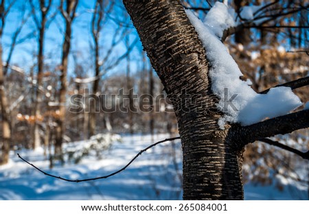Tree branch isolated in the forest wilderness forming a new beginning. Tree forest background in snow setting. Snow on tree branch, bright blue sky, morning sky, morning sun.