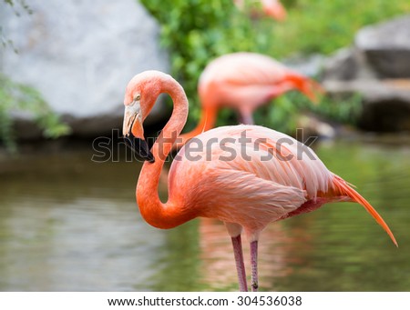 Flamingo Side Profile