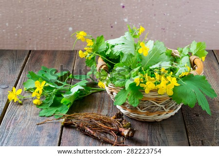 Celandine - a medicinal plant for herbal medicine (stems with flowers and roots), harvested for drying. Selective focus