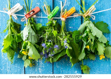 Medicinal herbs for herbal medicine dried in bunches on a rope attached clothespins on a blue wooden background
