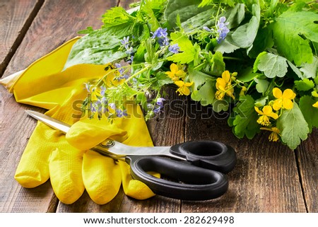 Fresh cut plants for herbal medicine (celandine, Veronica Chamaedrys, nettle, plantain), scissors and rubber gloves on a wooden table