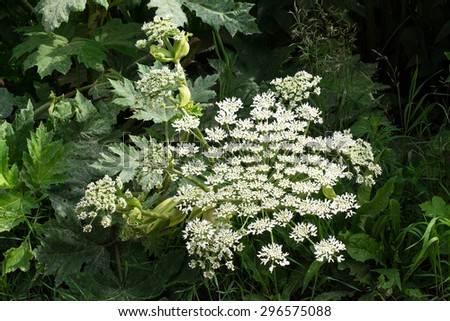 Flowers hogweed, leaned toward the grass. The plant, dangerous to humans