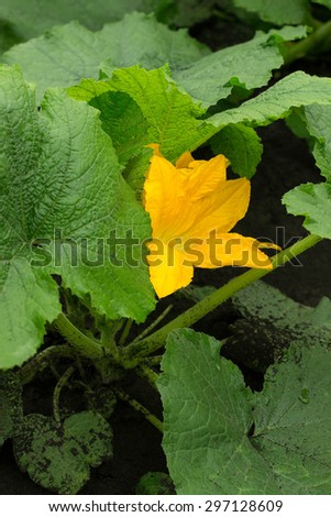 Pumpkin planted in the black earth soil, bloomed bright orange flower on a stalk with large leaves