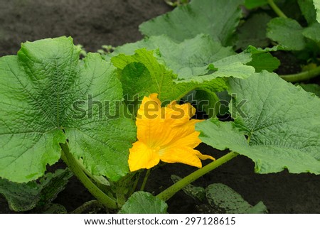 Bright orange flowers and large leaves of pumpkin growing on the black earth soils