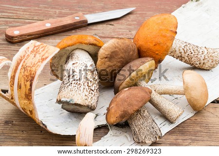Heap various wild mushrooms on the bark of birch and knife on old wooden table. Selective focus