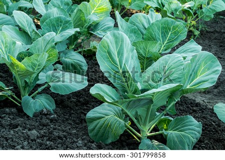 Cabbage growing on the black soil in the garden. Separate the leaves in the sunlight