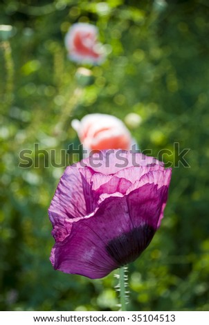 Poppy Flower growing in the garden while summertime is coming