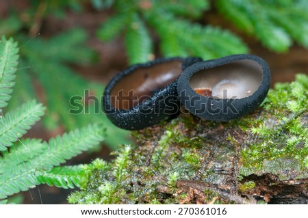 Black Cup Fungi  on wood, in rain forest Thailand, soft focus, shallow depth of field
