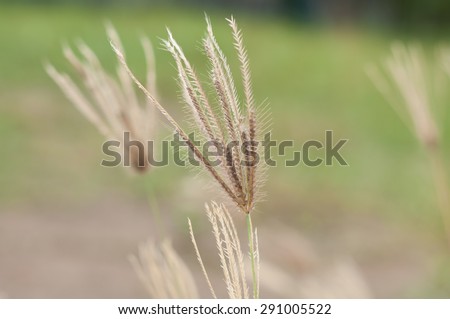 Summer flowering grass in June sunshine