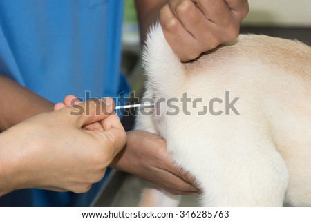 Veterinary doctor is taking the Detection of bacteria in faeces of a dog