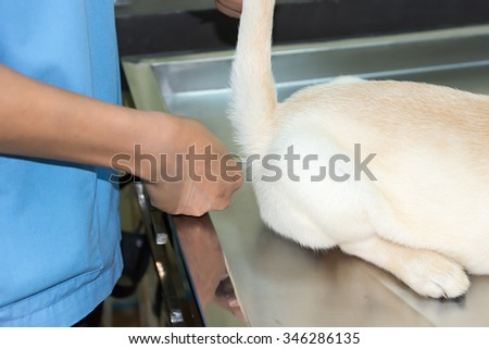 Veterinary doctor is taking the temperature of a dog