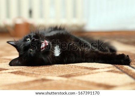 Yawning black cat with green eyes on carpet