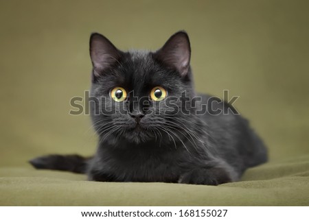 Beautiful black cat with yellow eyes lying on blanket