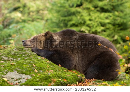 Brown Bear sleeping in the Bavarian forest on a rock.