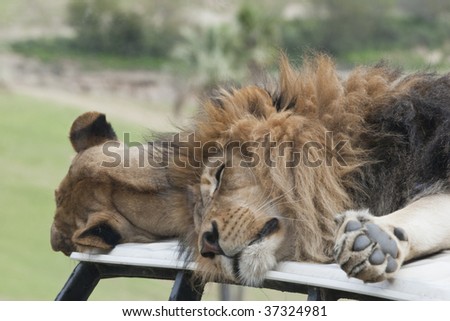 Lion and lioness sleeping