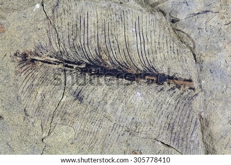 A fragile fossil plant leaf from the Upper Triassic of Southern Germany.