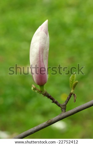 tree saucer magnolia