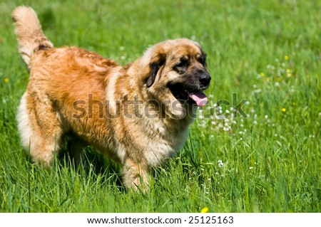 Caucasian Shepherd Dog (Caucasian Ovcharka)