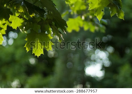 Blurred background photo. Defocused abstract nature. Background out of focus. Can use as wallpaper, design. Summer blurry backdrop. Fairy defocused photos.