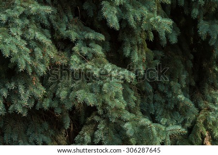 Branches of blue spruce close-up. Spruce needle. Conifer tree. Desktop Wallpaper. Nature wallpaper.