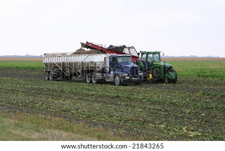 Picking and loading sugar beets in truck