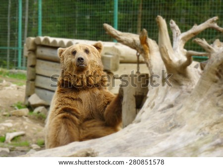 Portrait of the brown bear playing in wildlife sanctuary