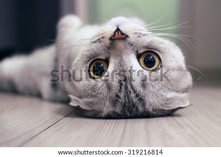 Scottish Fold cat lying on the back