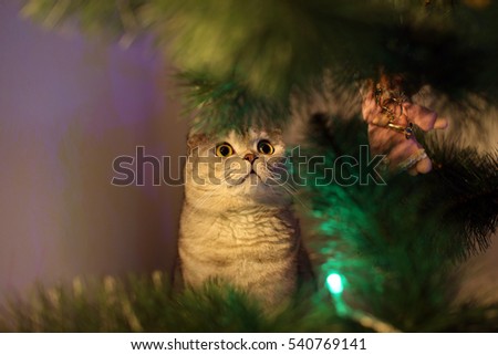 Cat hiding behind the branches of a Christmas tree. Selective focus