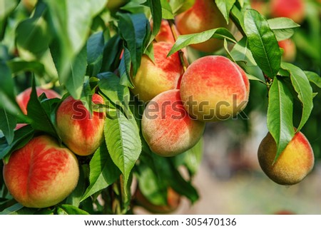 Sweet peach fruits growing on a peach tree branch in orchard