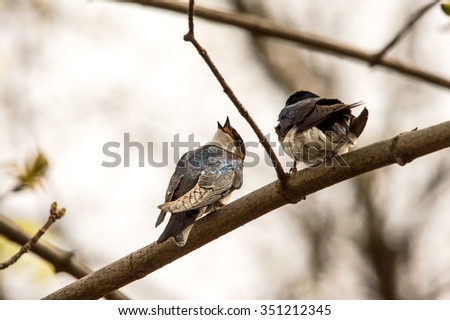 Tree swallow with head turned backward