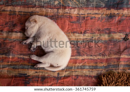 Sleeping puppy in vintage tone.