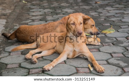 Two brown dog gnaw bone Concrete block.focus on dog front.