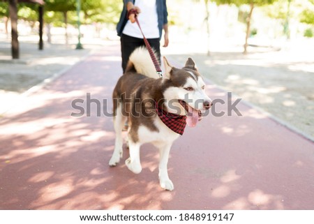 Happy beautiful dog with a leash walking with his male dog owner in the park running track