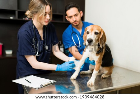 Caucasian woman and latin man veterinarian bandaging the leg and paw of a beagle dog at the exam table. Cute pet with an injury at the vet clinic