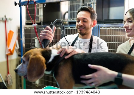 Happy pet groomers cutting the hair of a beagle dog with a trimmer after his bath at the animal salon. Clean dog being groomed by a latin man and a caucasian woman