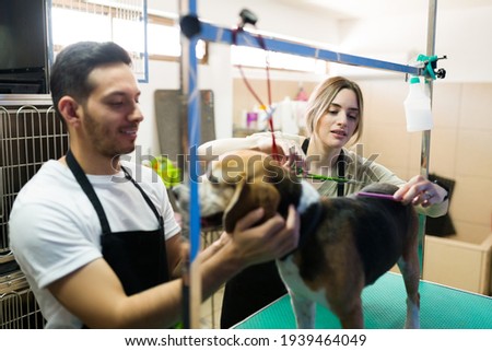 Happy professional groomers smiling while cutting the hair of a beagle dog at the pet salon. Latin man and caucasian woman grooming a cute dog
