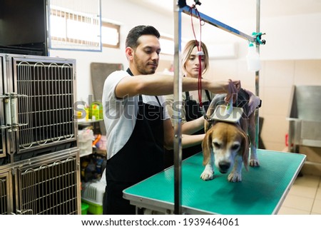 Attractive young man and woman working on brushing the fur of a beautiful beagle dog at the pet salon. Caucasian and latin workers grooming a cute dog