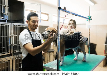 Happy hispanic man working as a professional pet groomer. Caucasian woman with an apron using a brush and grooming a beagle dog at the animal salon