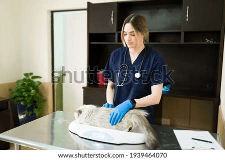 Pretty professional veterinarian with gloves weighing a big persian cat with a scale at the animal clinic. Woman vet examining the health of a beautiful pet