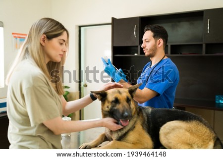 Hispanic male veterinarian preparing to put a vaccine and medicine with a syringe to an old german shepherd dog at the animal clinic with her beautiful owner