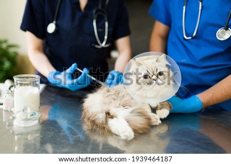 Close up of a sick persian cat lying at the examination table while a woman and man vet put on a vaccine or medicine with a syringe at the vet clinic