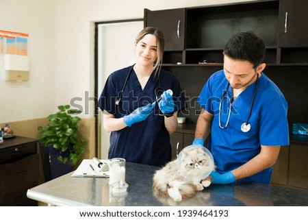 Happy beautiful woman holding a syringe to put a vaccine on a white persian cat. Smiling woman and man vets working with a sick fluffy pet with a recovery cone