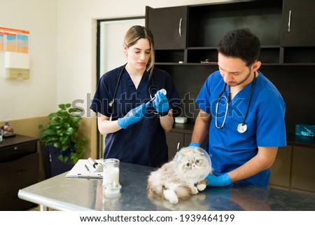Caucasian professional vet preparing a syringe to put a vaccine to a white persian cat with a recovery cone. Latin man veterinarian examining a fluffy pet at the vet clinic